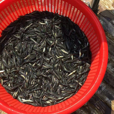 新余烏鱧魚苗優(yōu)選——明輝水產(chǎn)專業(yè)批發(fā)指南
