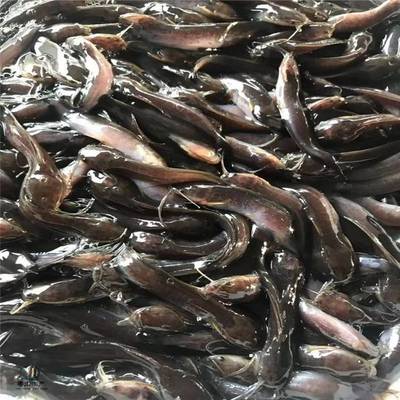 粵宏水產(chǎn) 專業(yè)批發(fā)優(yōu)質(zhì)埃及塘鲺魚苗，信譽(yù)為本，服務(wù)全國
