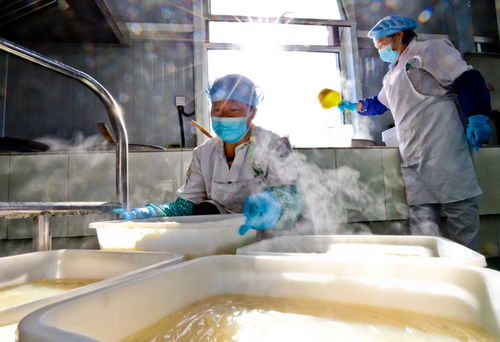 甘肅張掖 粉皮面筋走俏市場(chǎng)，農(nóng)副產(chǎn)品銷售新引擎