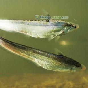 長(zhǎng)江刀魚(yú)批發(fā)首選，劉興水產(chǎn)專注高品質(zhì)農(nóng)副產(chǎn)品供應(yīng)