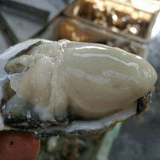 郵樂網(wǎng)海鮮水產(chǎn)全品類采購指南 報(bào)價(jià)、圖片與農(nóng)副產(chǎn)品一站式購齊